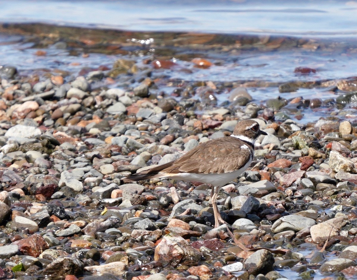 Killdeer - Sibylle Hechtel