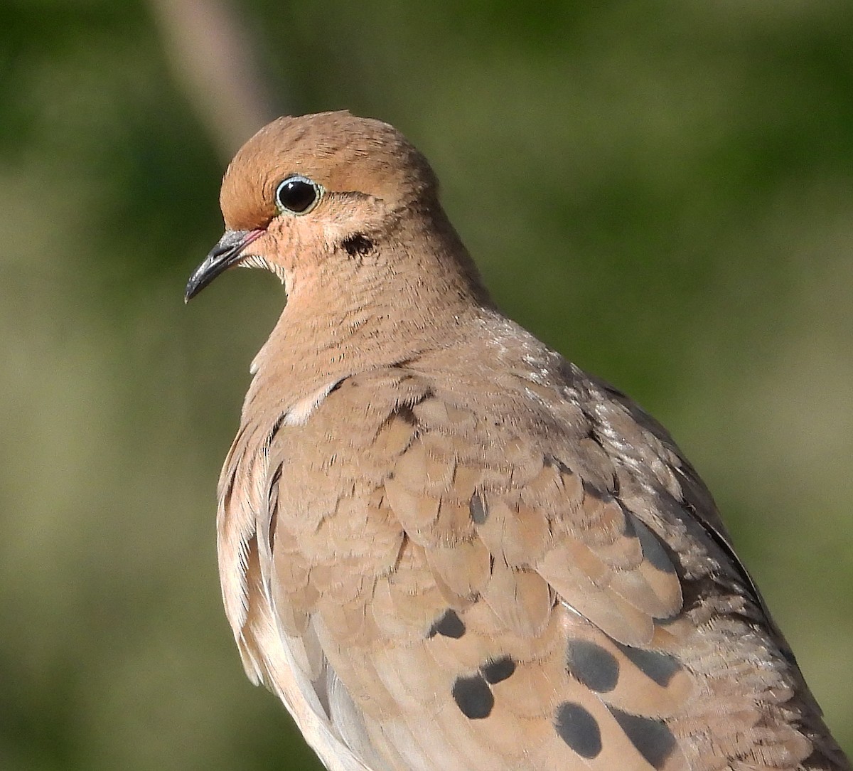 Mourning Dove - Gary Graves