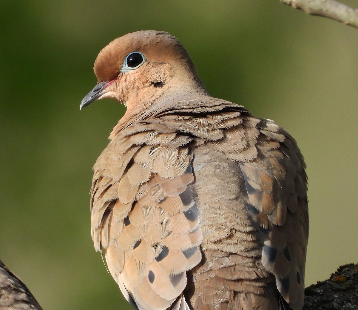 Mourning Dove - Gary Graves