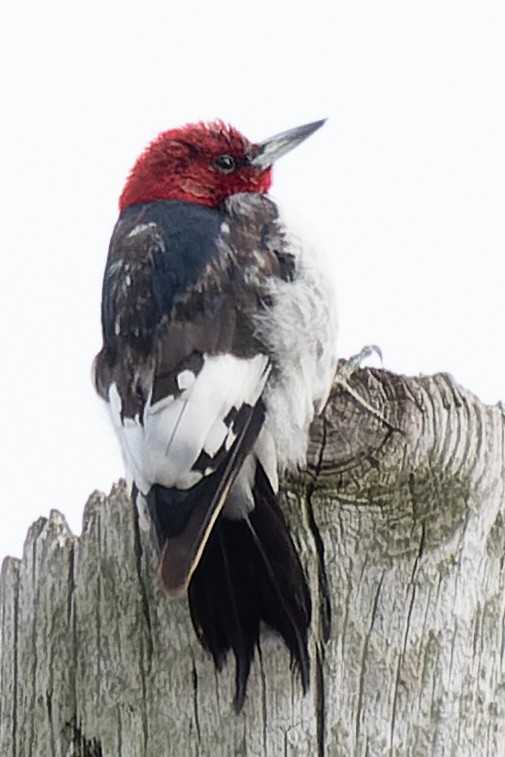 Red-headed Woodpecker - ML555288761