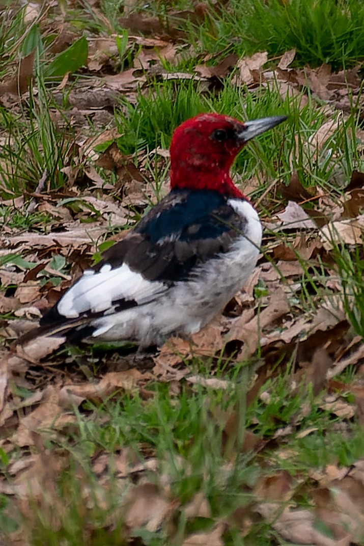Red-headed Woodpecker - ML555288901