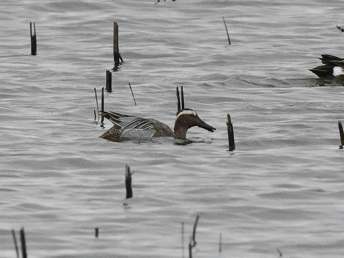 Garganey - ML555292511