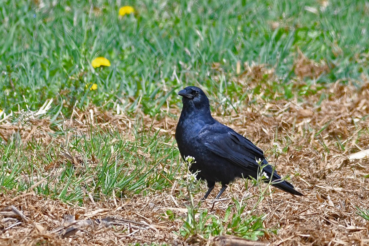 crow sp. - Paul Nale