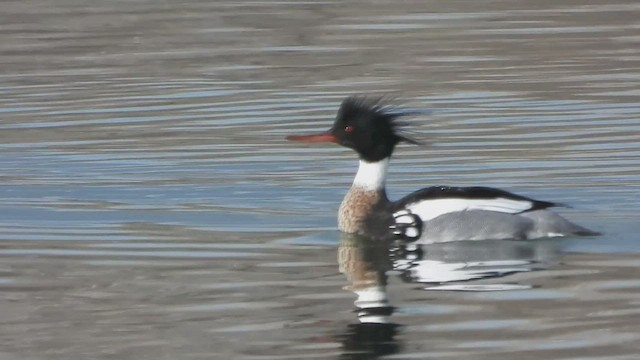 Red-breasted Merganser - ML555294851