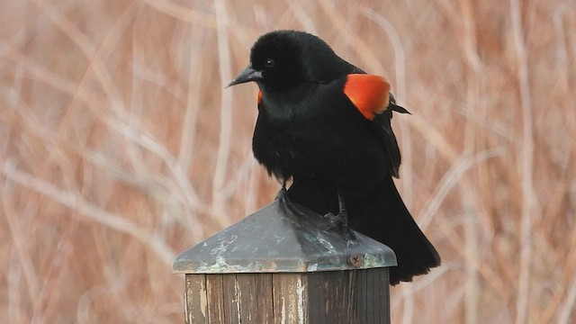 Red-winged Blackbird - ML555294921