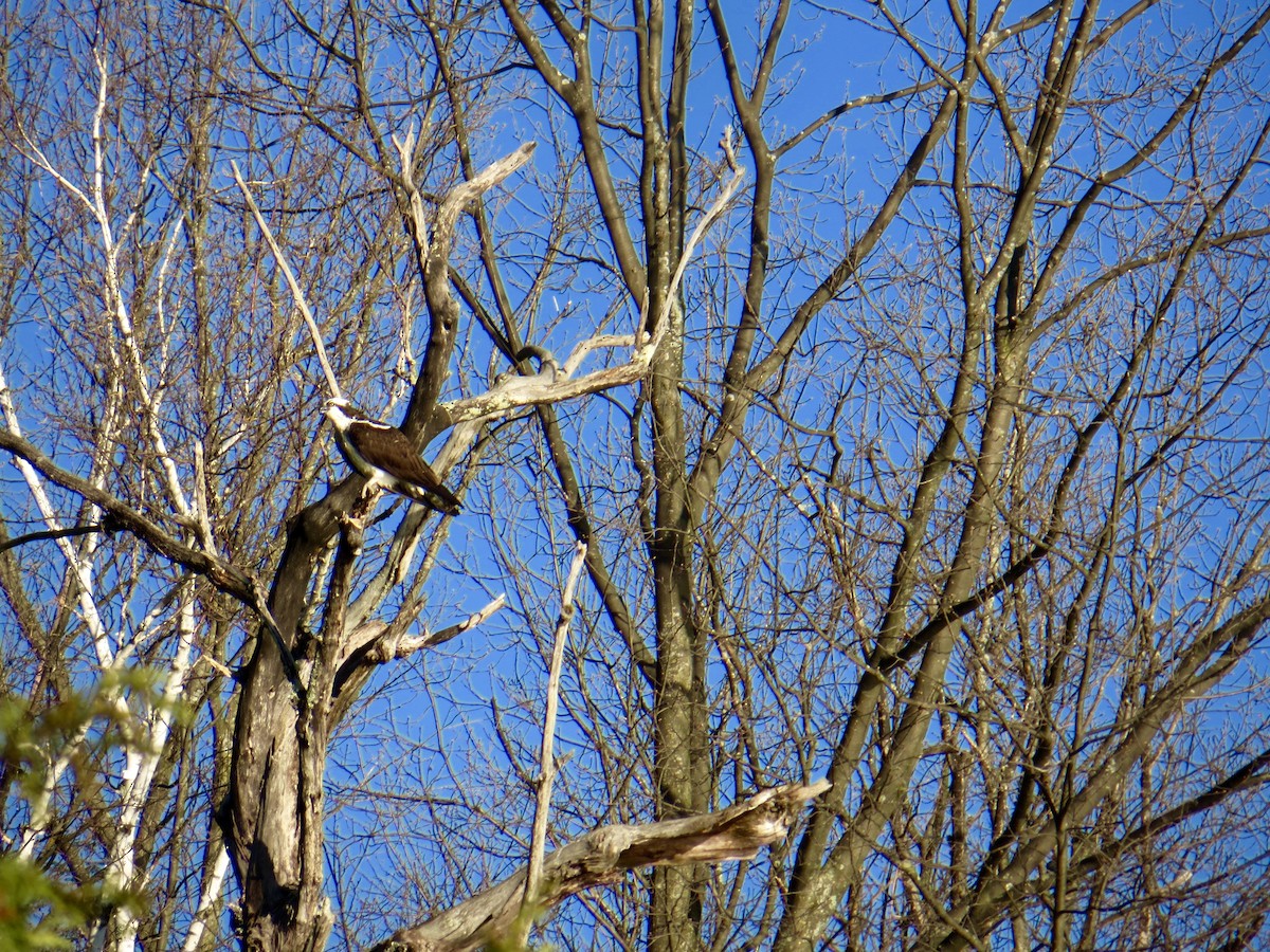 Osprey - ML55529541