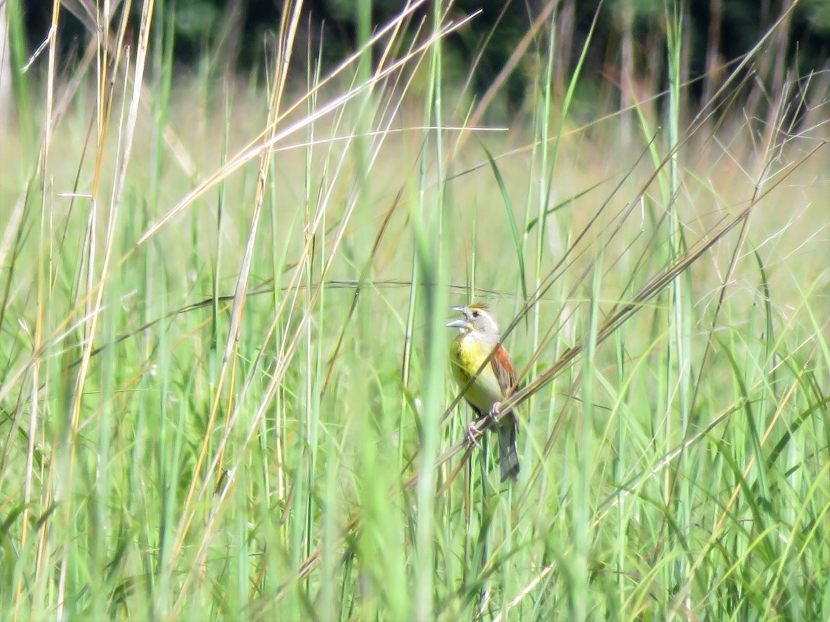 Dickcissel - ML555295441