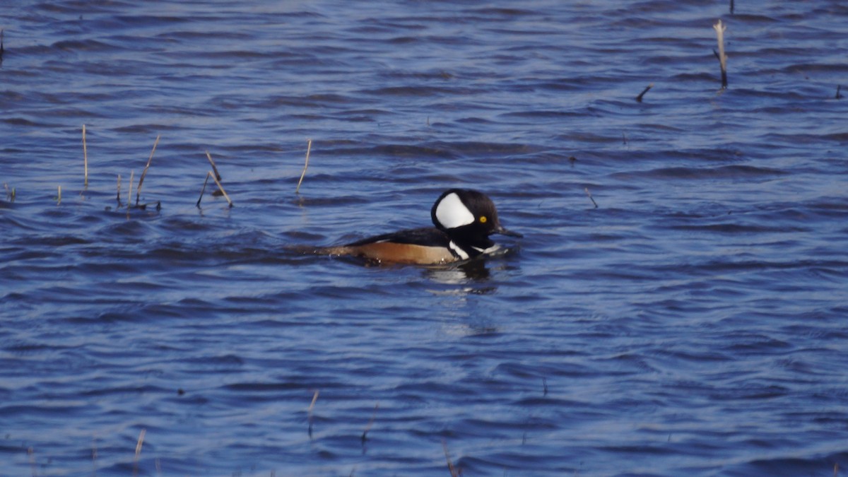 Hooded Merganser - ML555295891