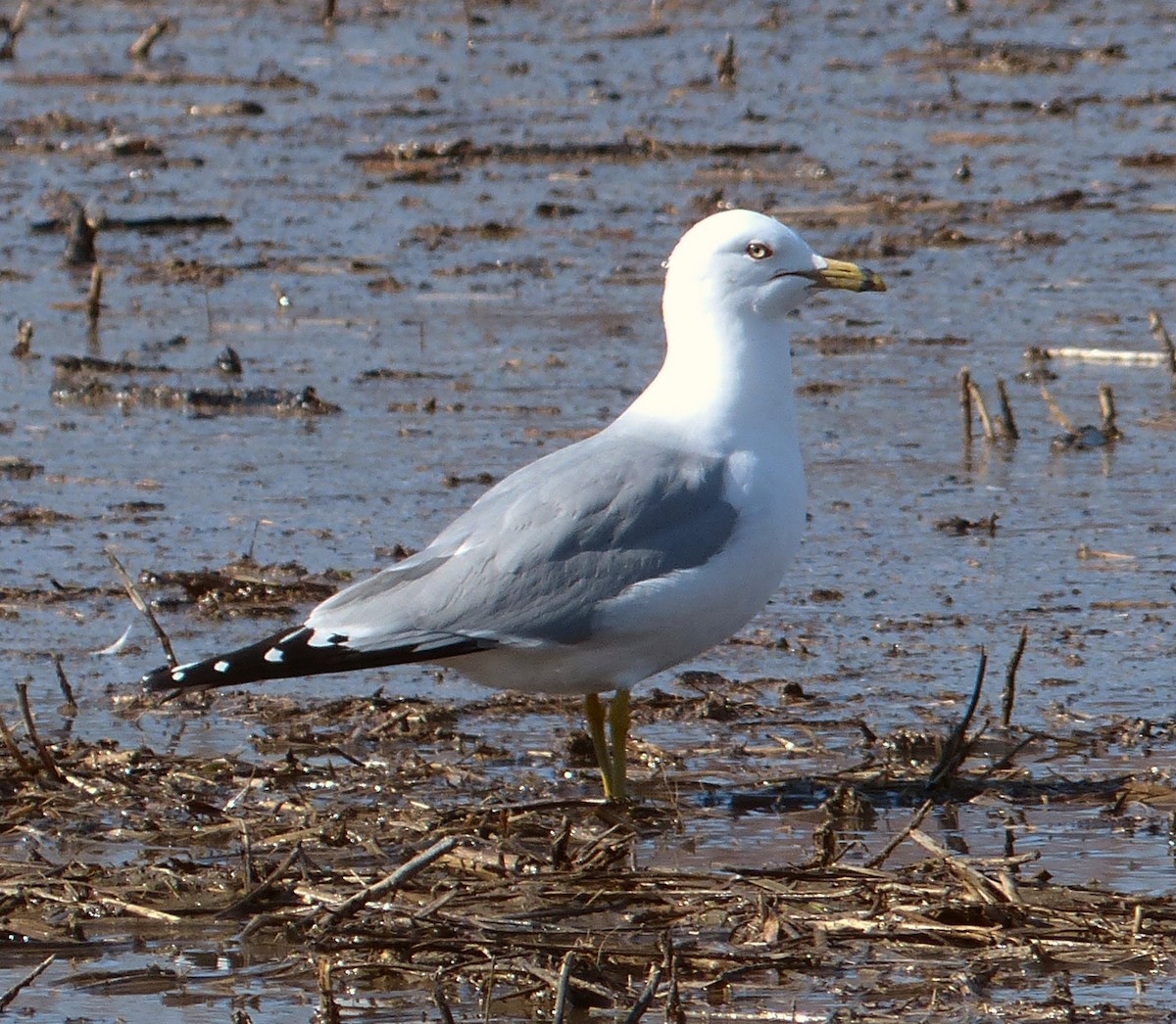 Ring-billed Gull - Alain Sylvain