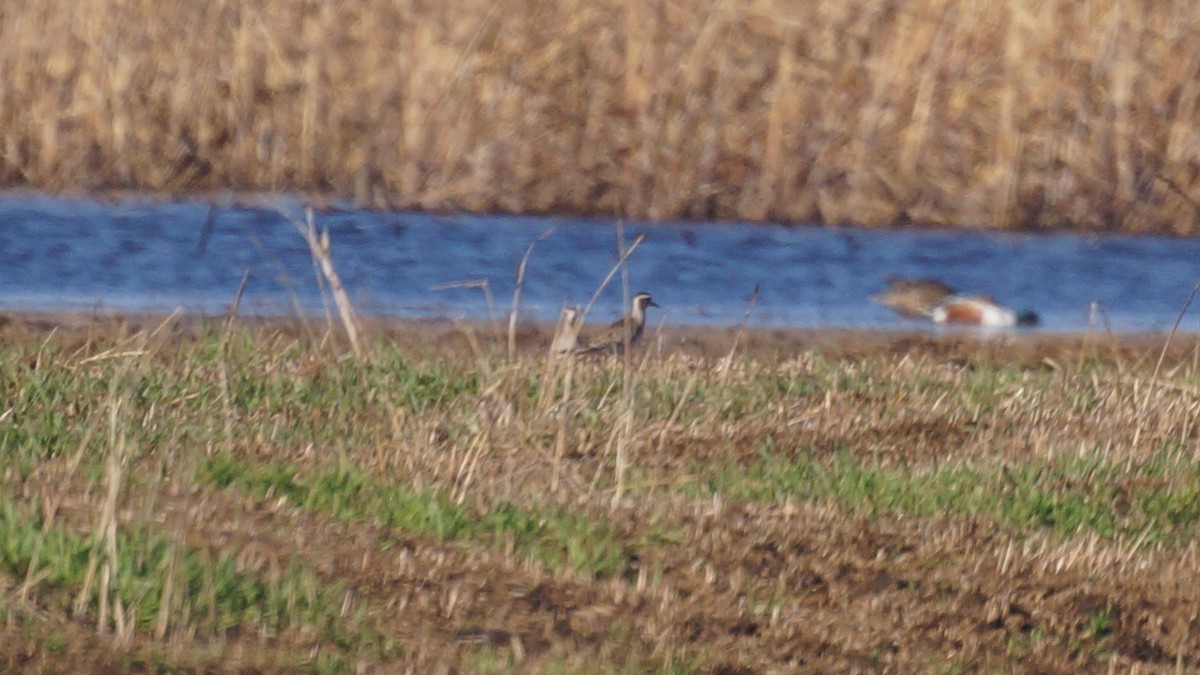 American Golden-Plover - Bryan White