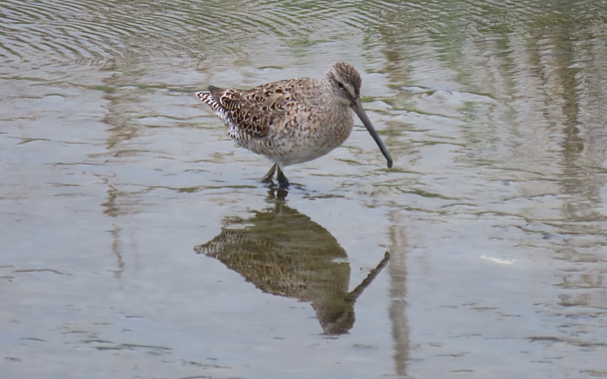 Tundraschlammläufer - ML555296441