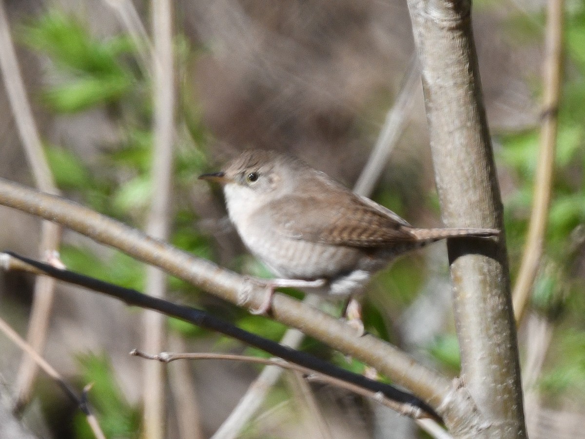 Chochín Criollo - ML555298121