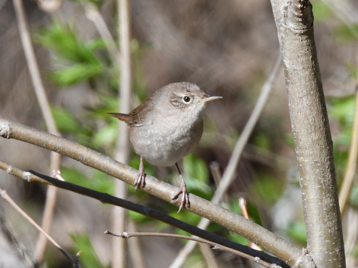 House Wren - ML555298211