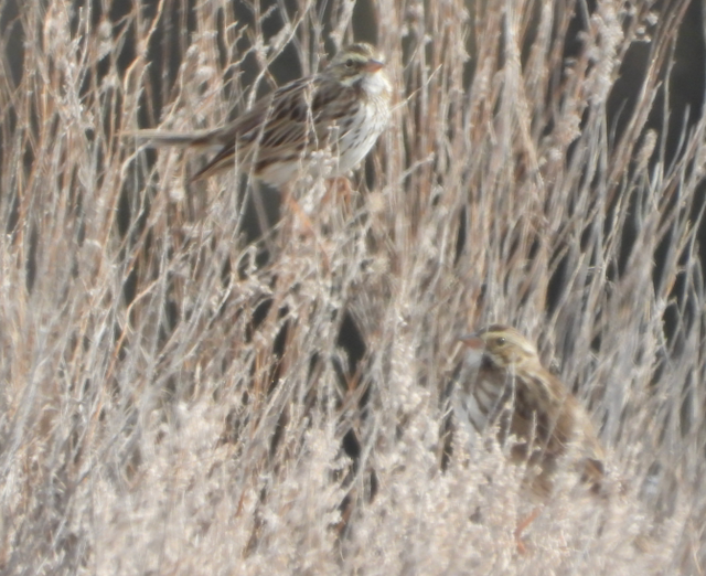 Lincoln's Sparrow - ML555301511