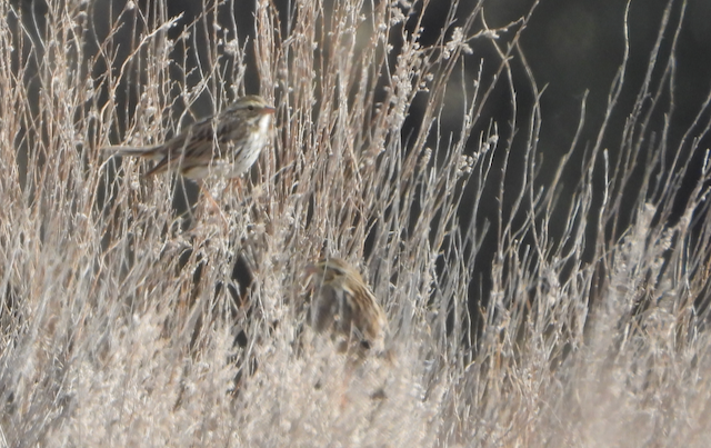 Lincoln's Sparrow - Helen Butts