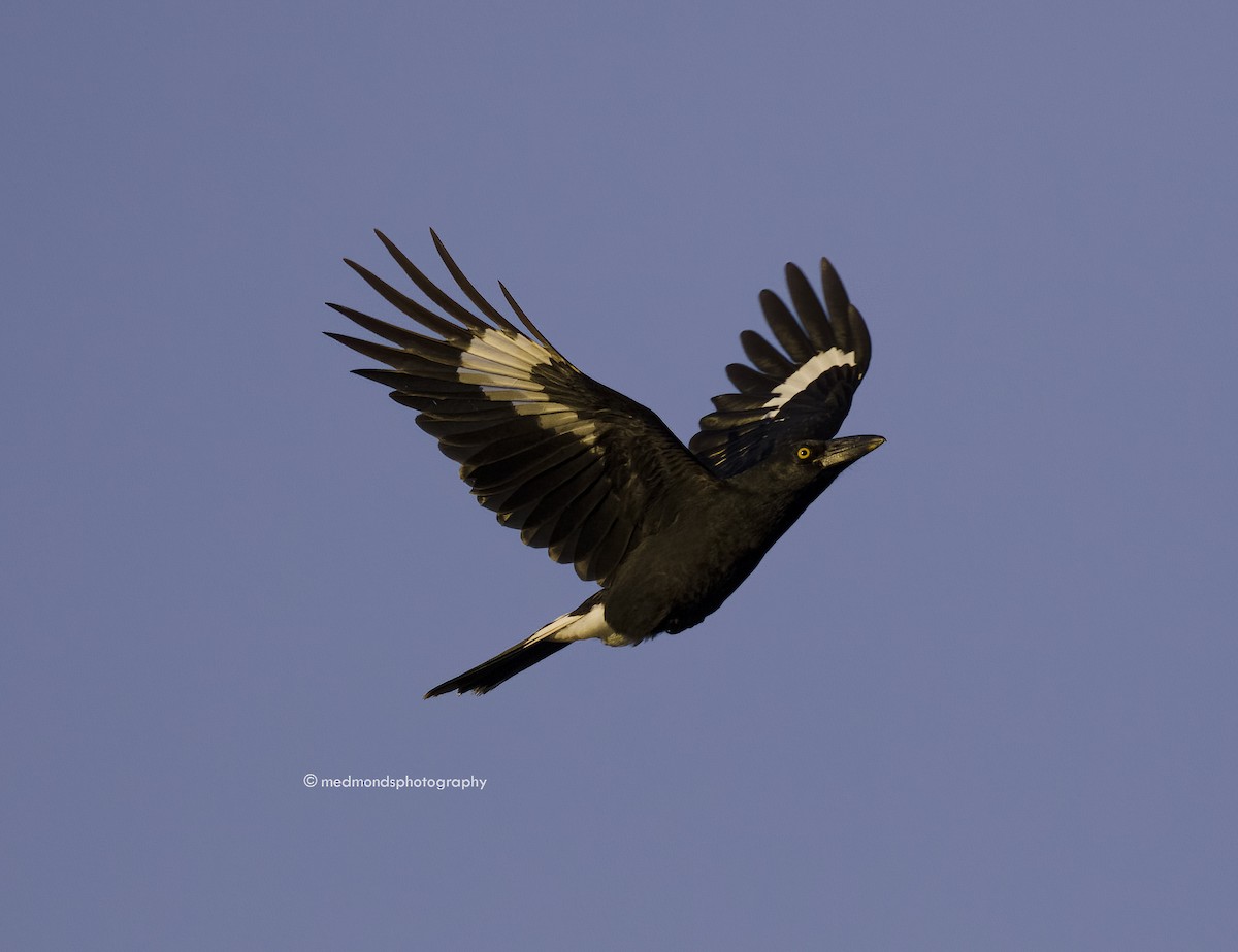 Pied Currawong - ML555302171