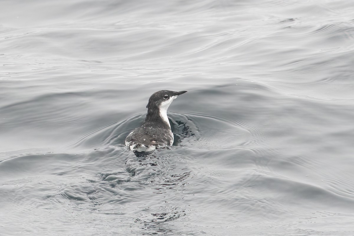 Scripps's Murrelet - ML555302291