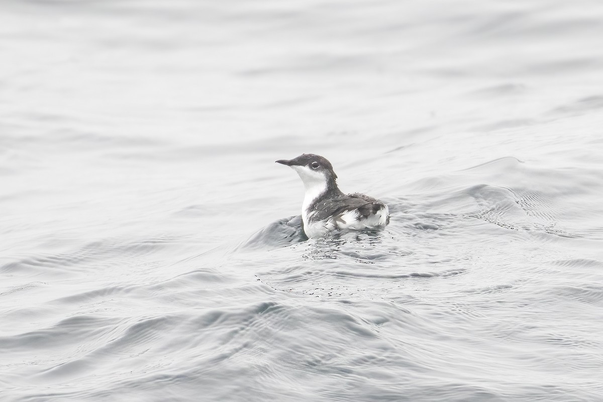 Scripps's Murrelet - ML555302301