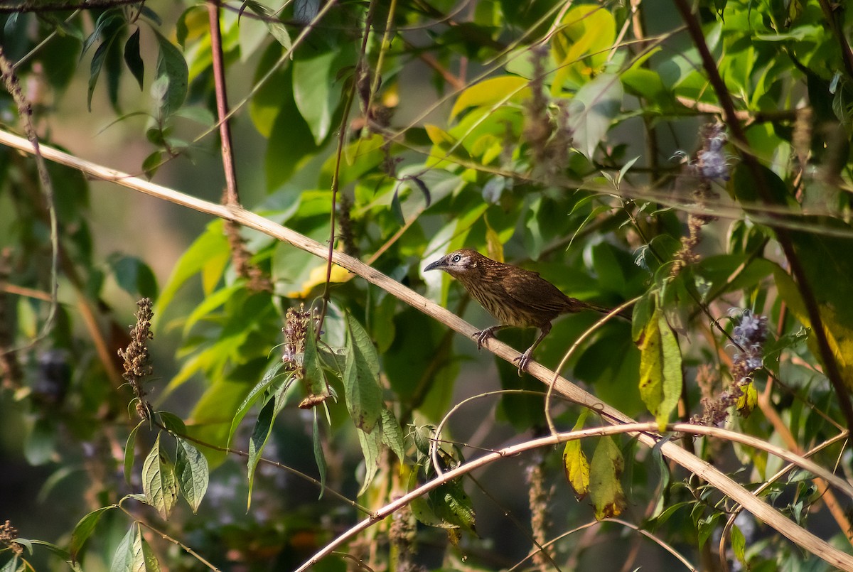 Spiny Babbler - Nishant Sharma Parajuli