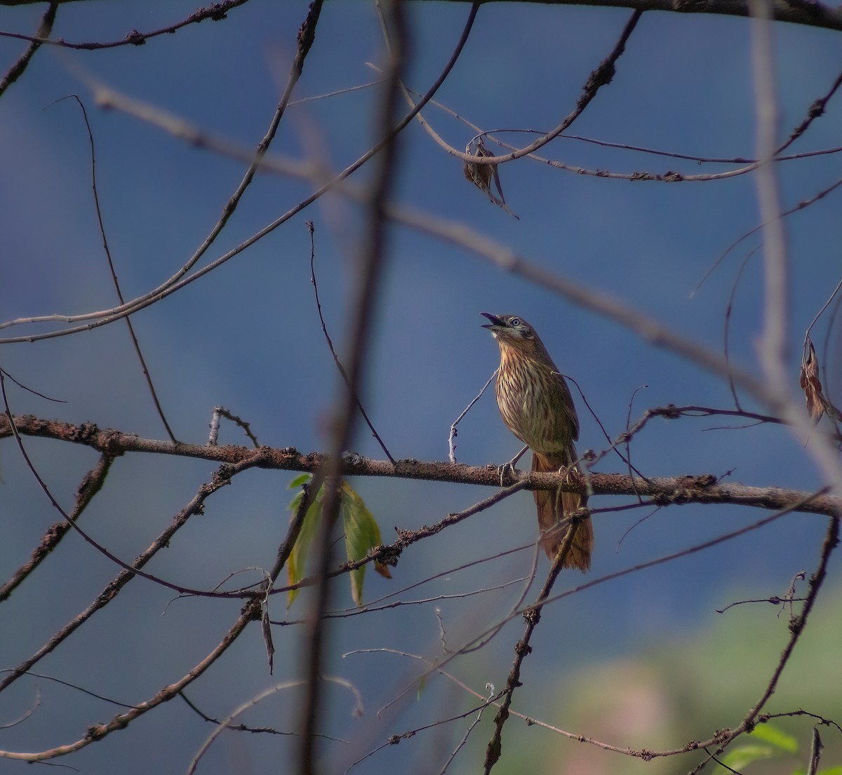 Spiny Babbler - Nishant Sharma Parajuli