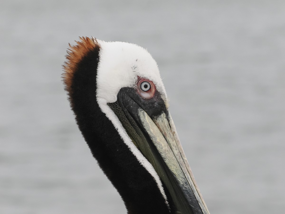 Brown Pelican - ML555304221