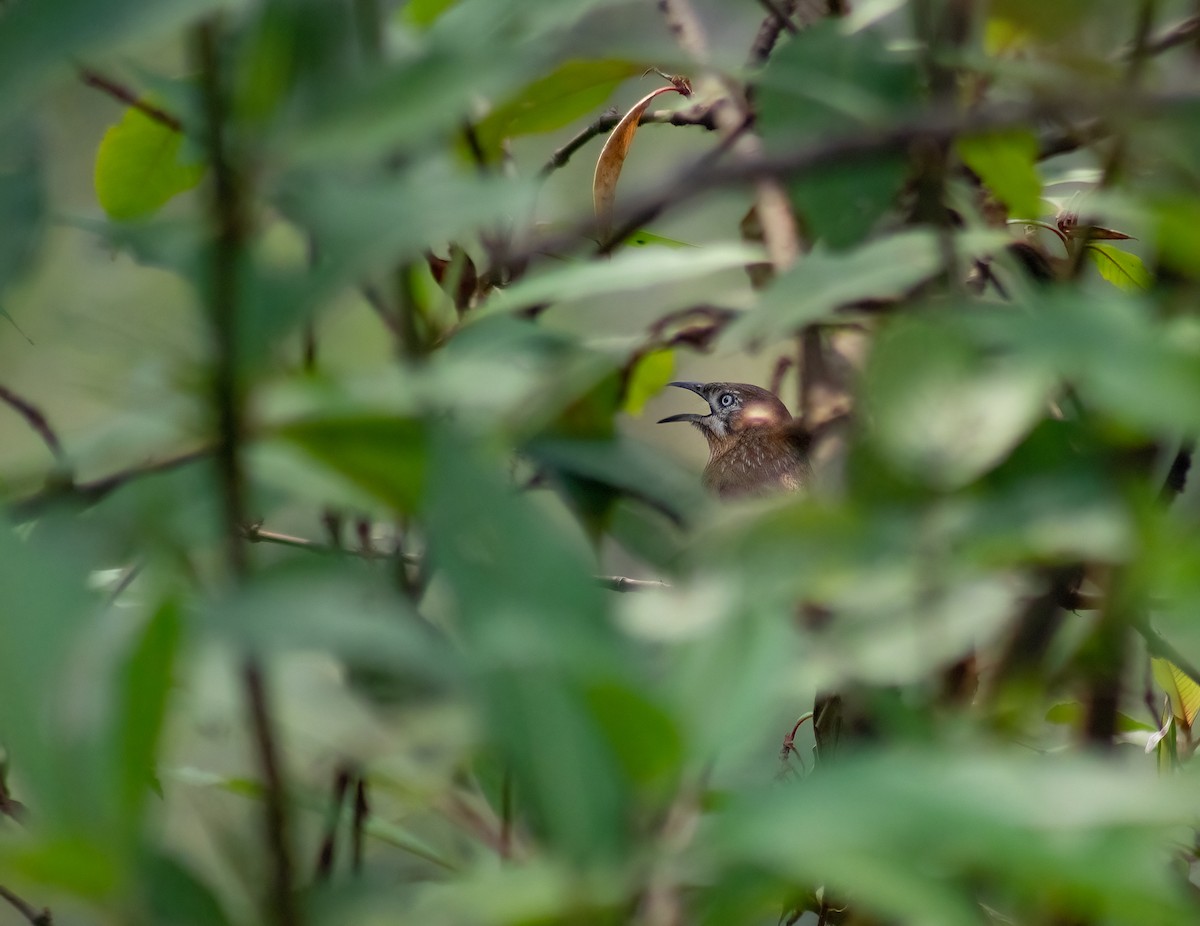 Spiny Babbler - Nishant Sharma Parajuli