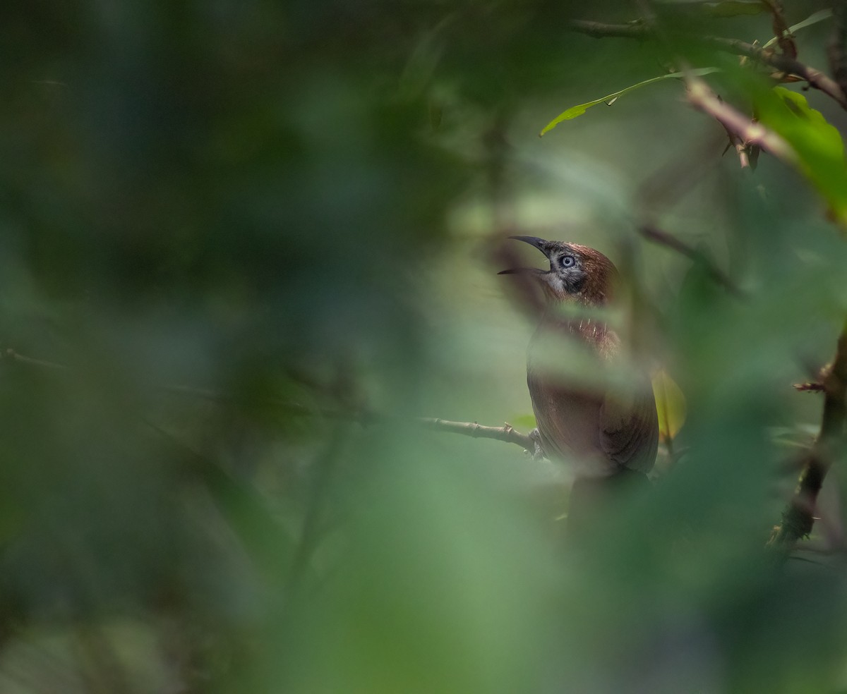 Spiny Babbler - Nishant Sharma Parajuli