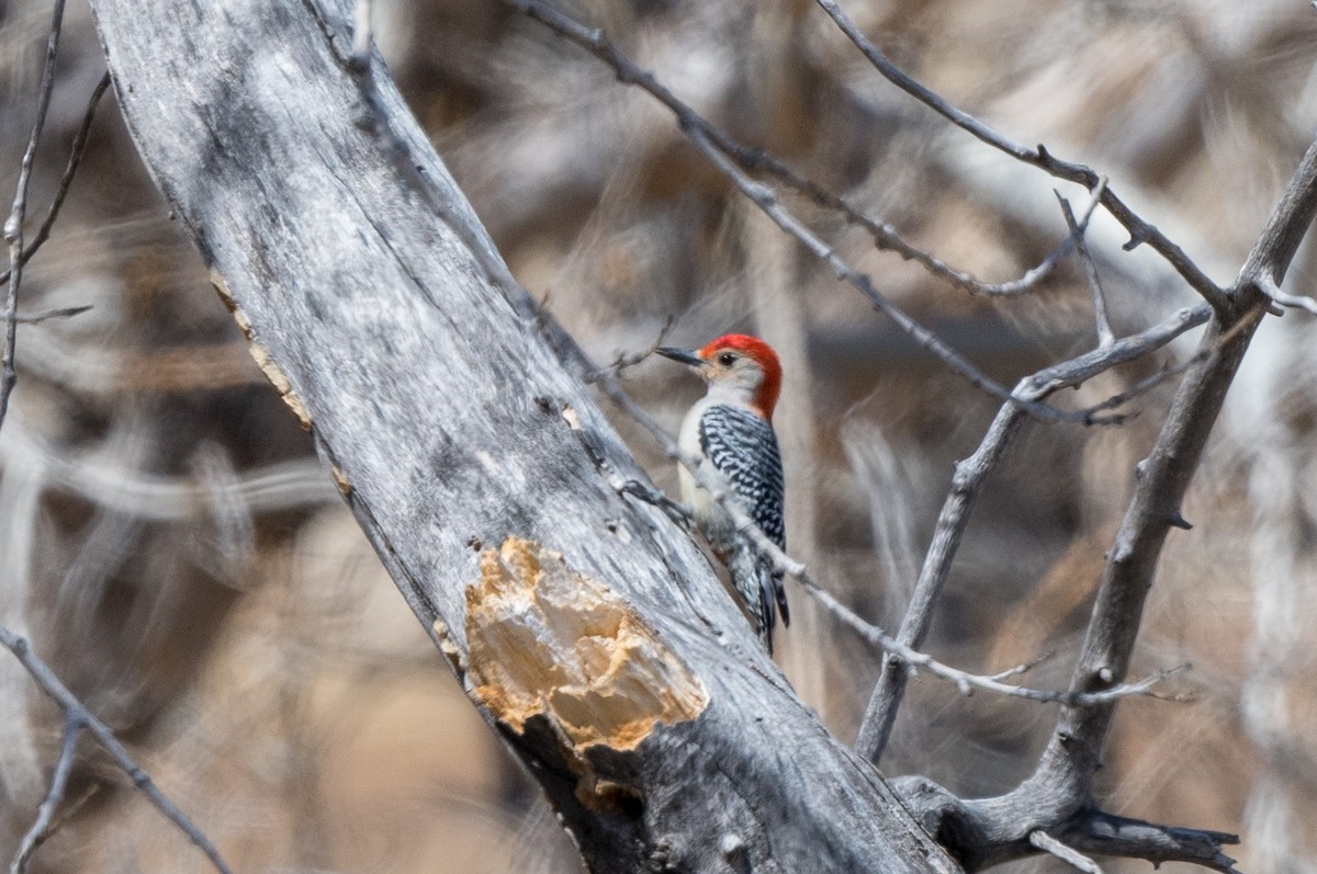 Red-bellied Woodpecker - T. Jay Adams