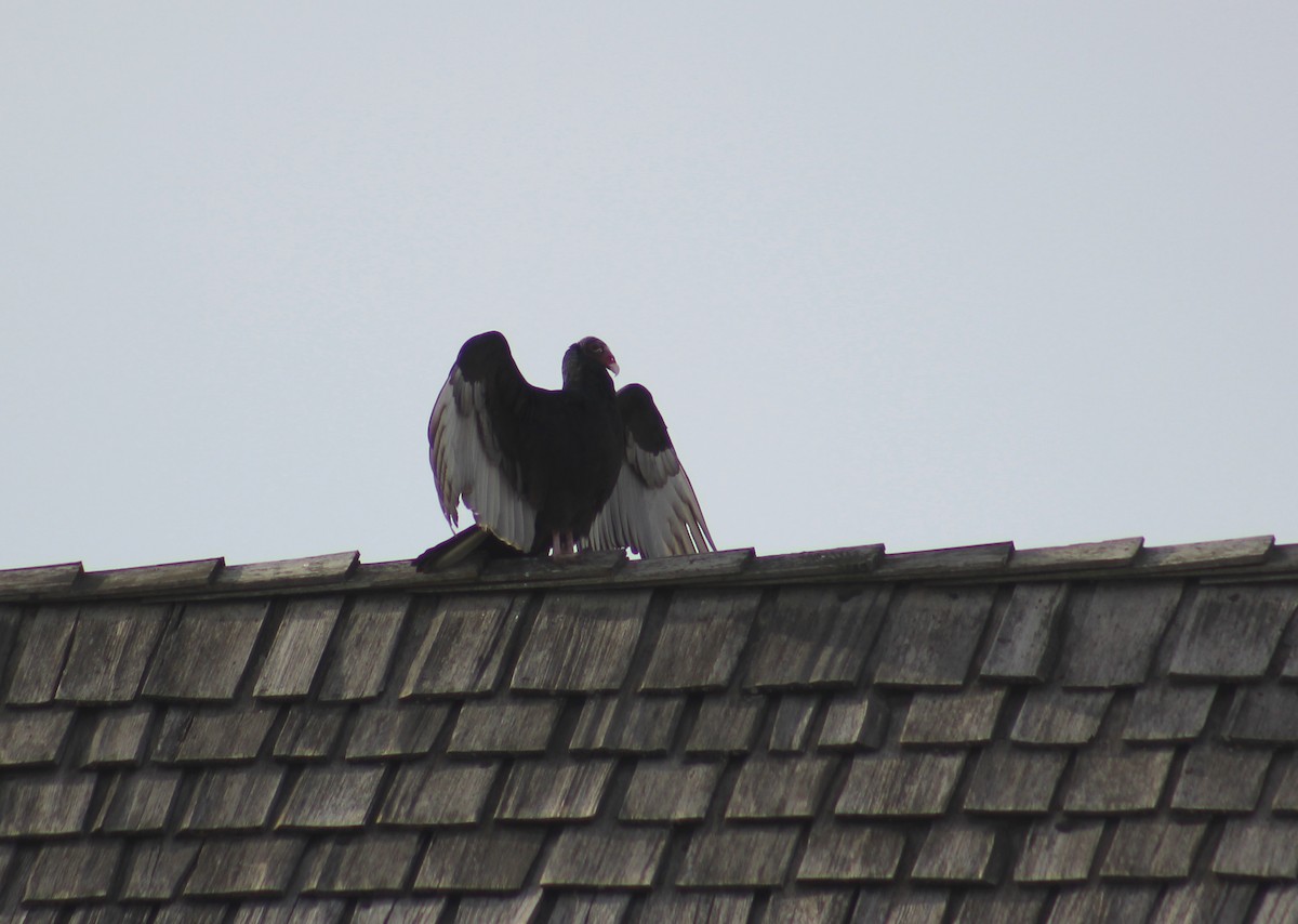 Turkey Vulture - ML555306601