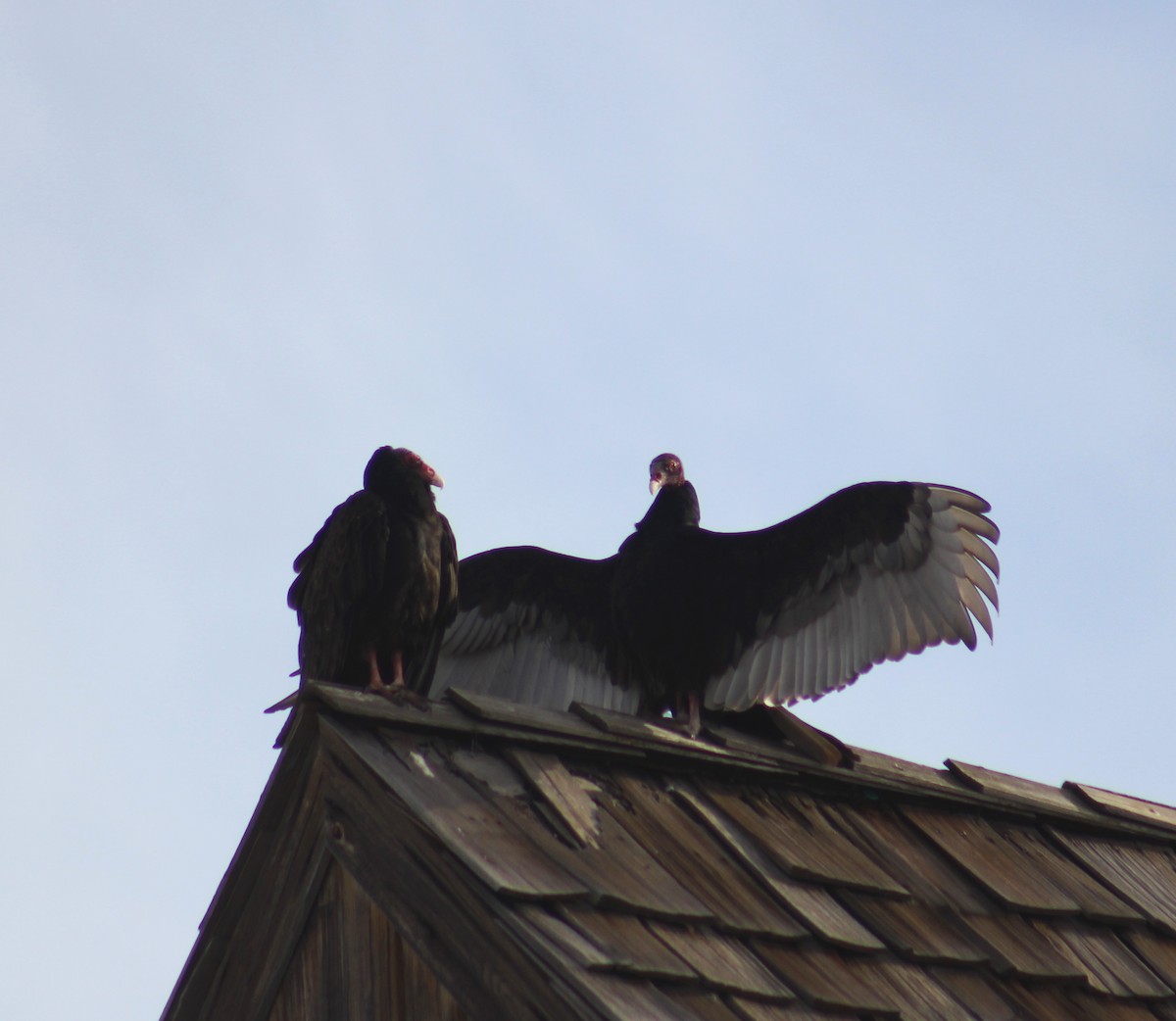 Turkey Vulture - ML555306611