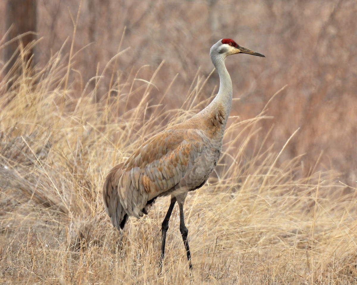 Sandhill Crane - Jan Thom