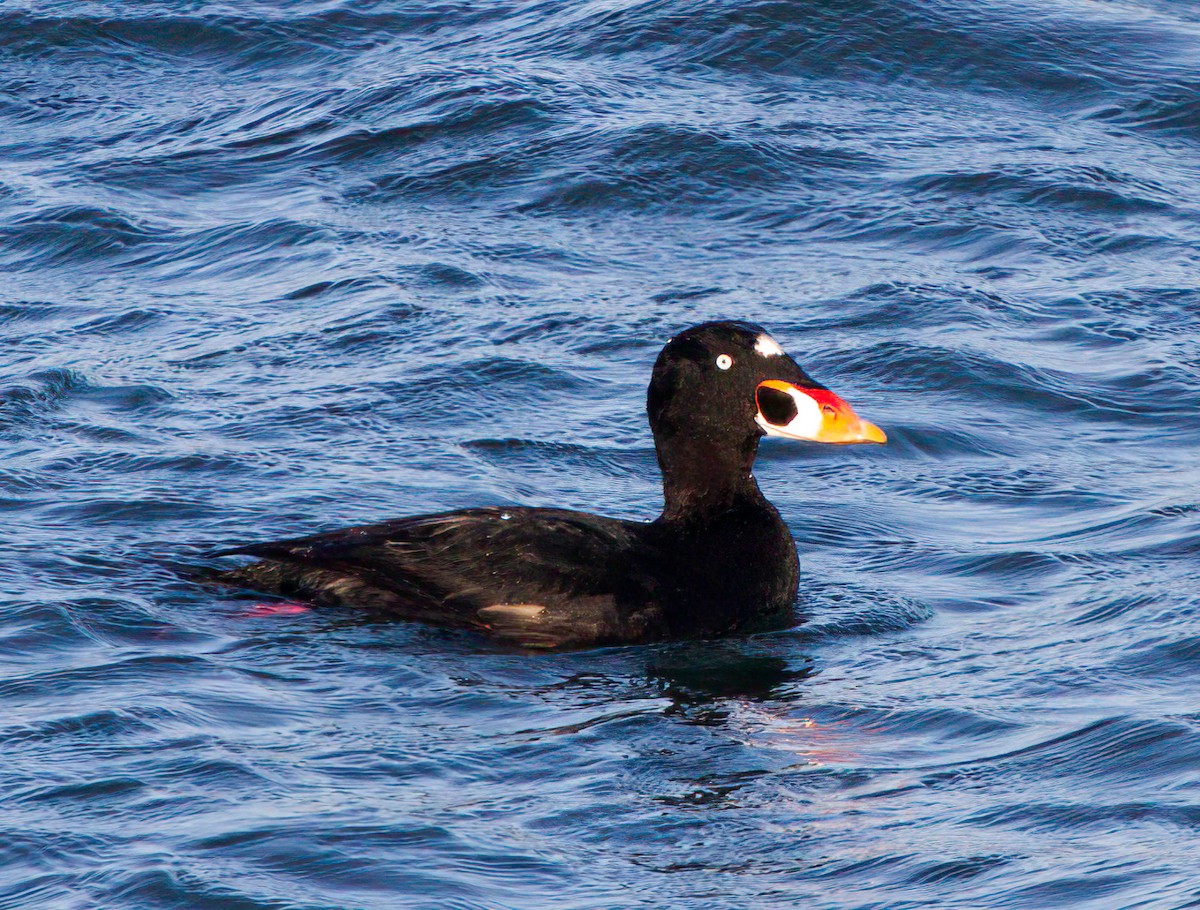 Surf Scoter - Chuck Heikkinen