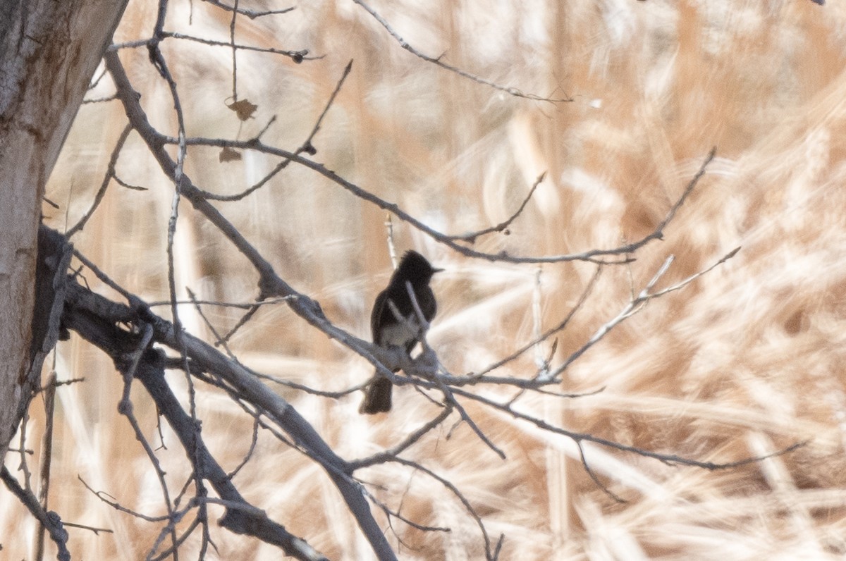 Black Phoebe - T. Jay Adams