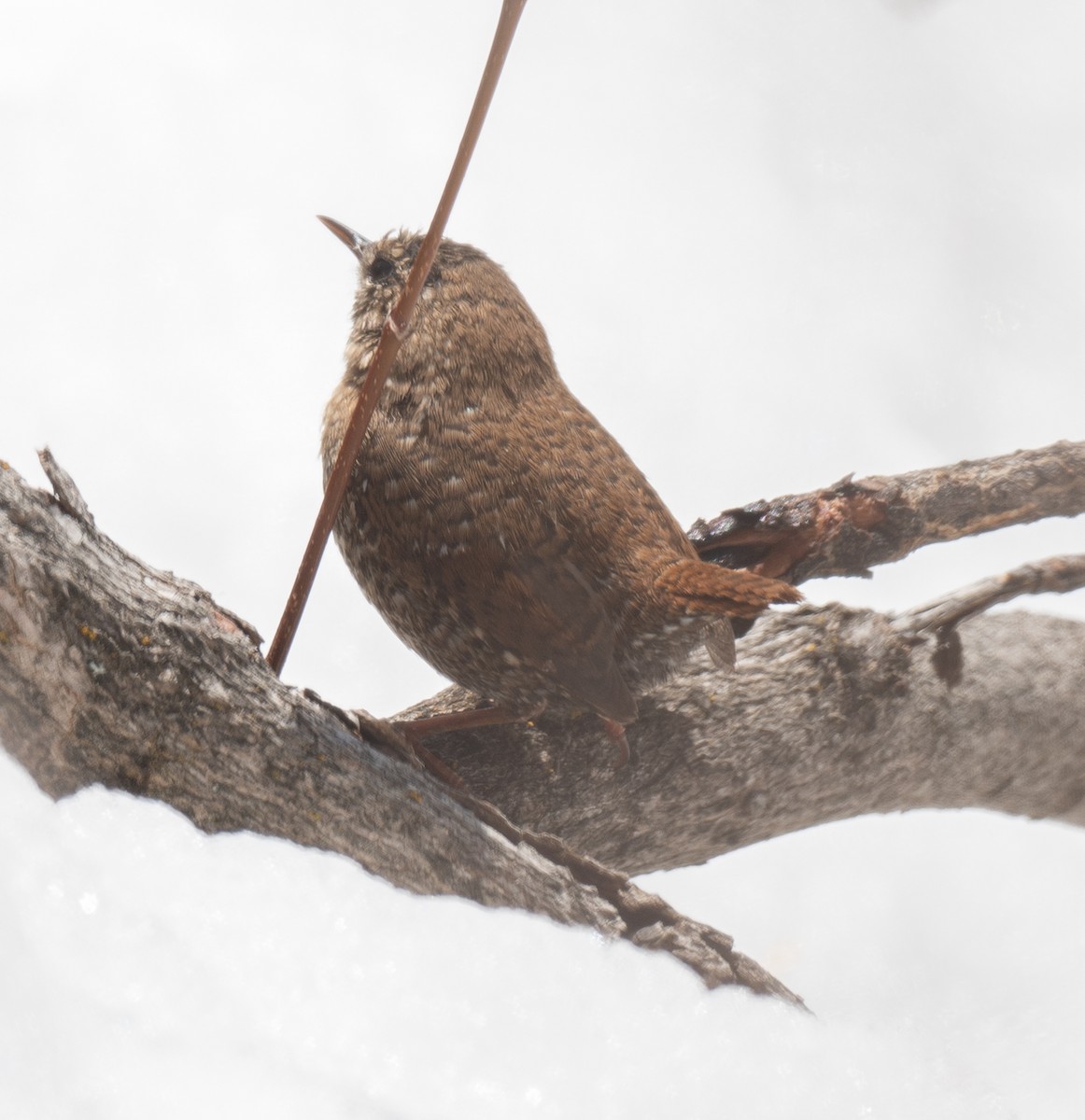 Winter Wren - ML555309131