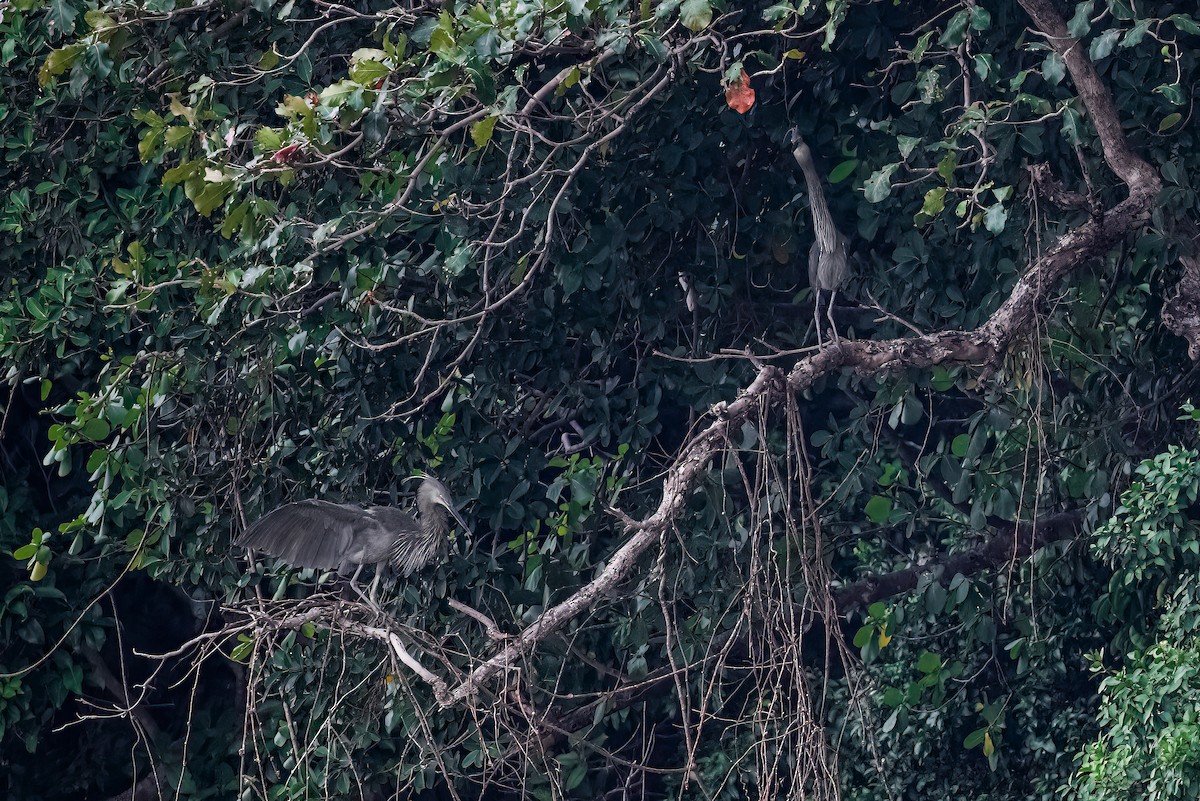 Great-billed Heron - ML555309541