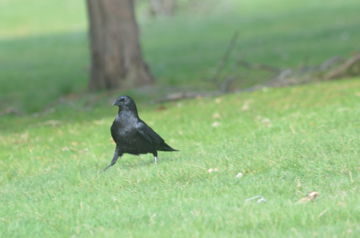 American Crow - Kate Martin