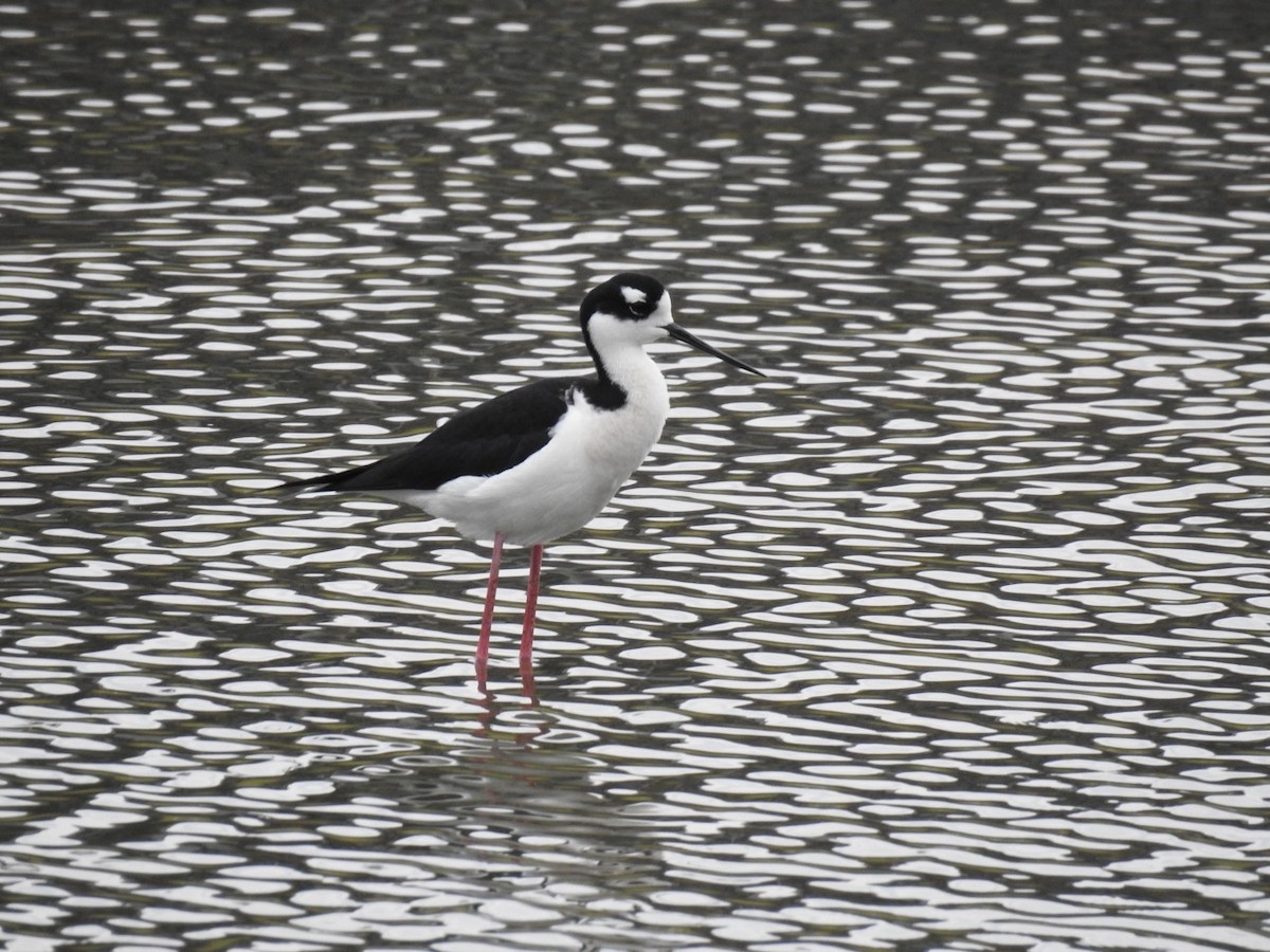 Black-necked Stilt - ML555312011