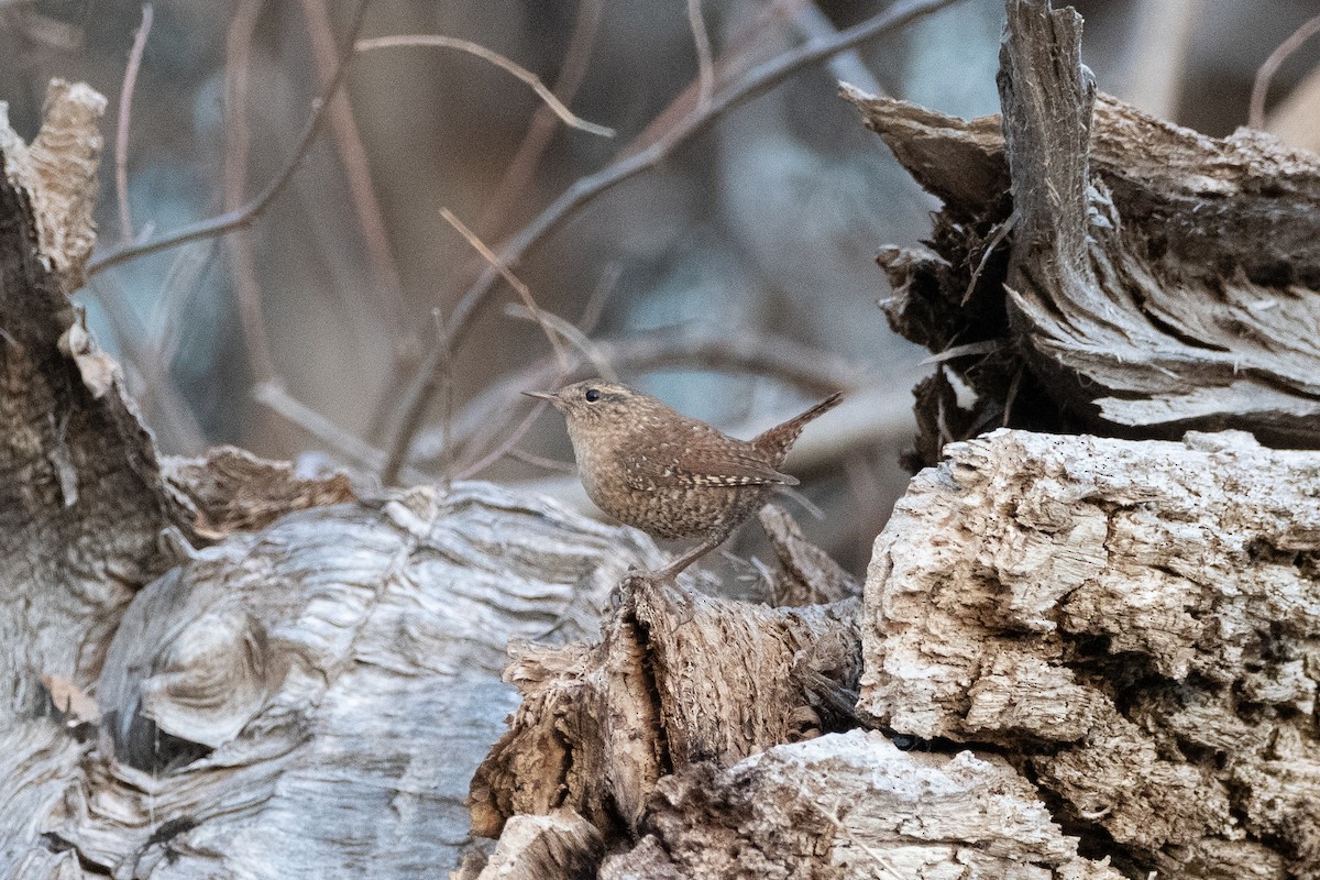 Troglodyte des forêts - ML555313061