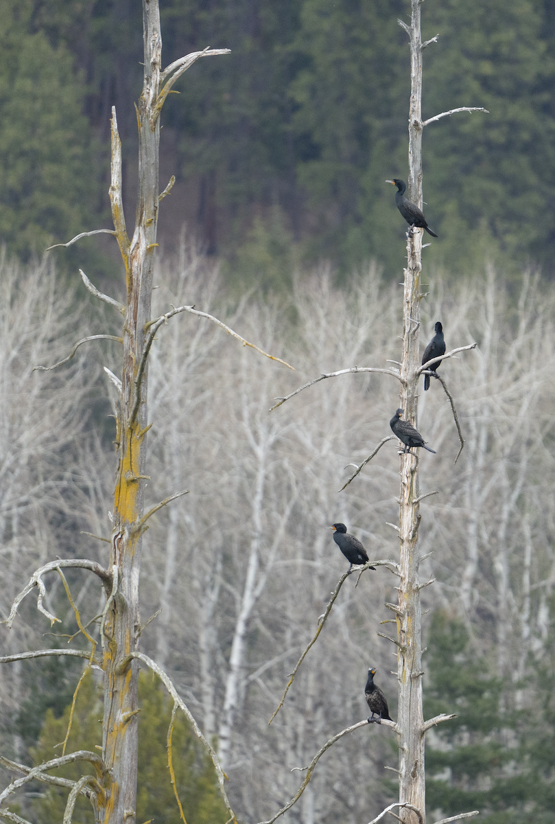 Double-crested Cormorant - ML555313341