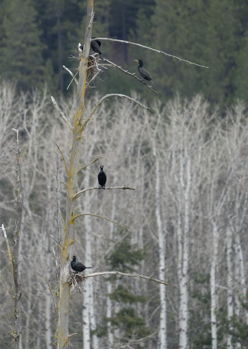 Double-crested Cormorant - ML555313351