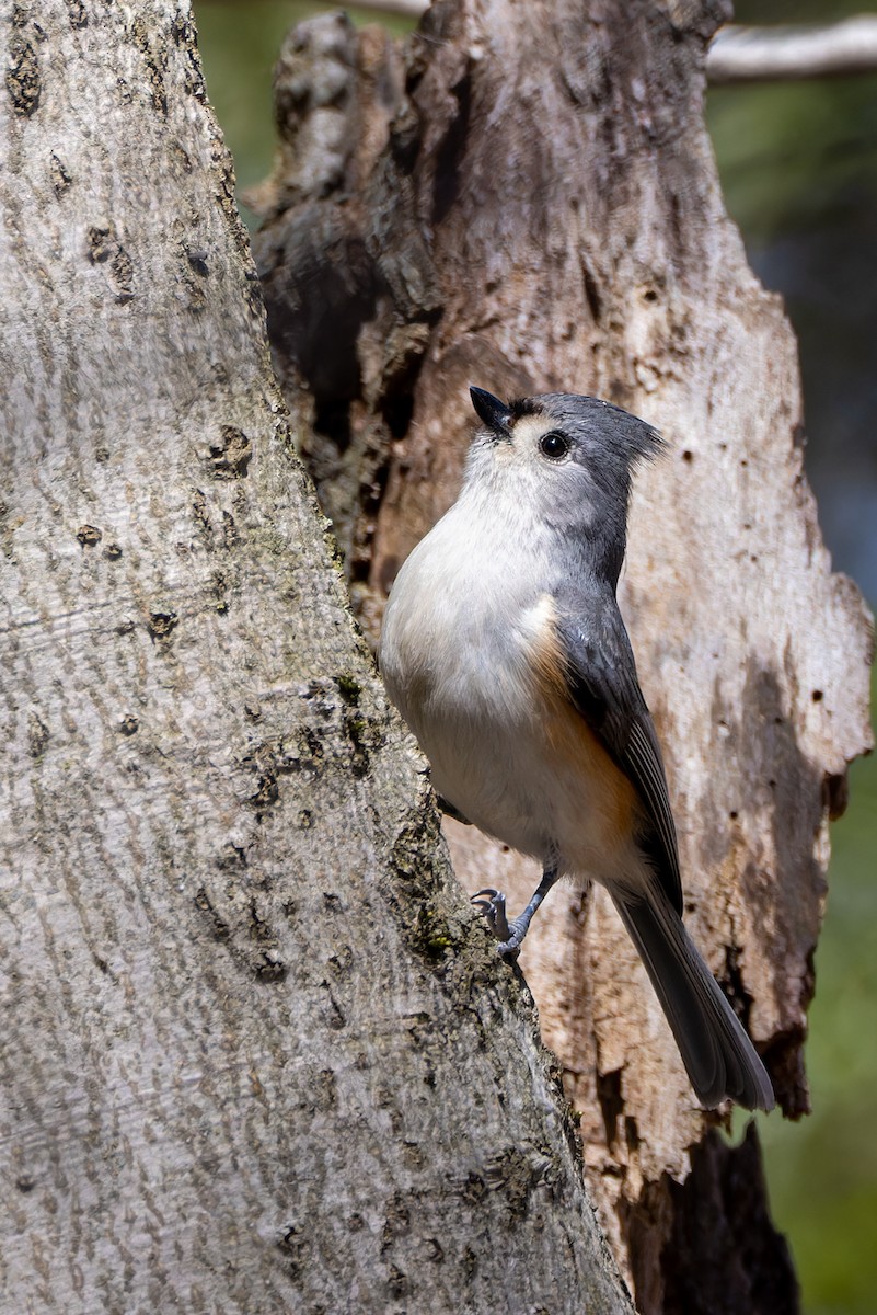 Tufted Titmouse - ML555314431