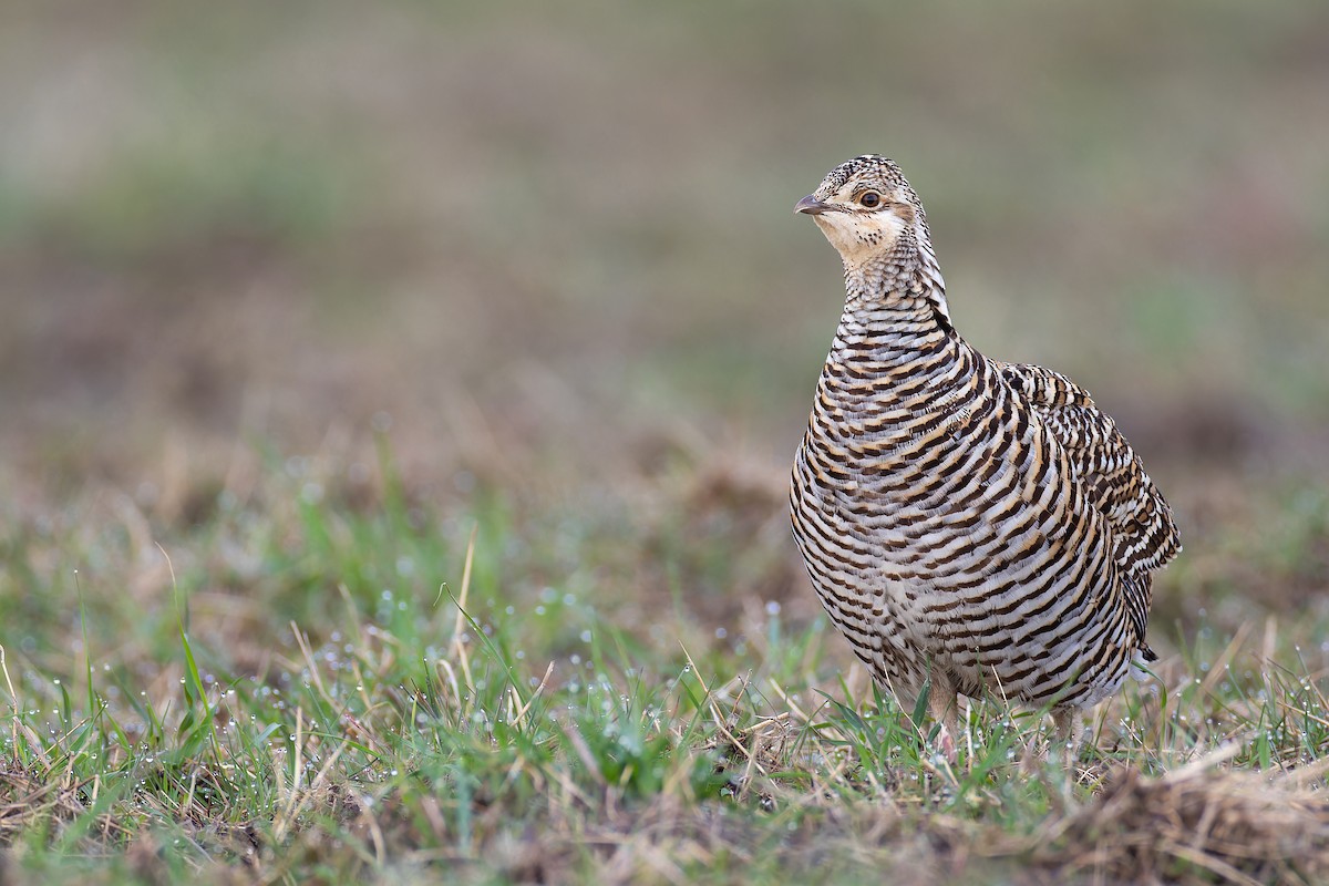 Greater Prairie-Chicken - Ryan Sanderson
