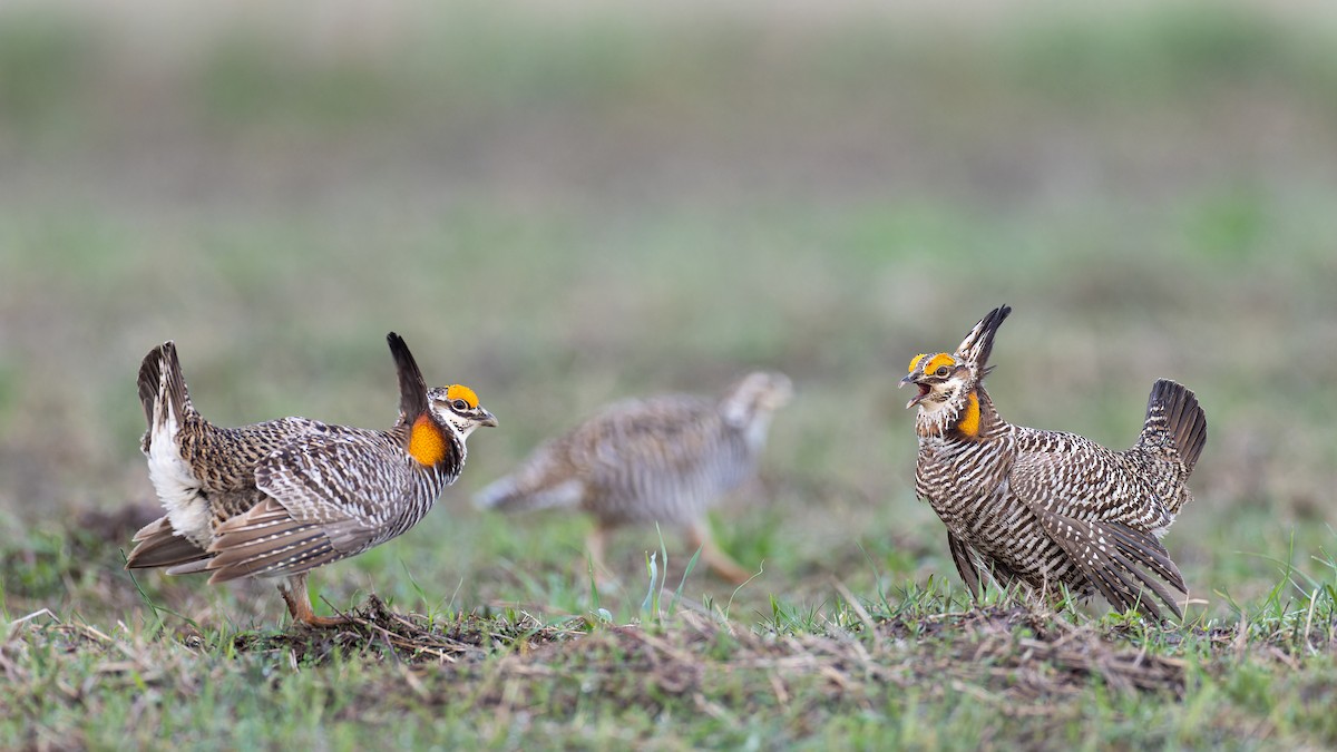 Greater Prairie-Chicken - Ryan Sanderson