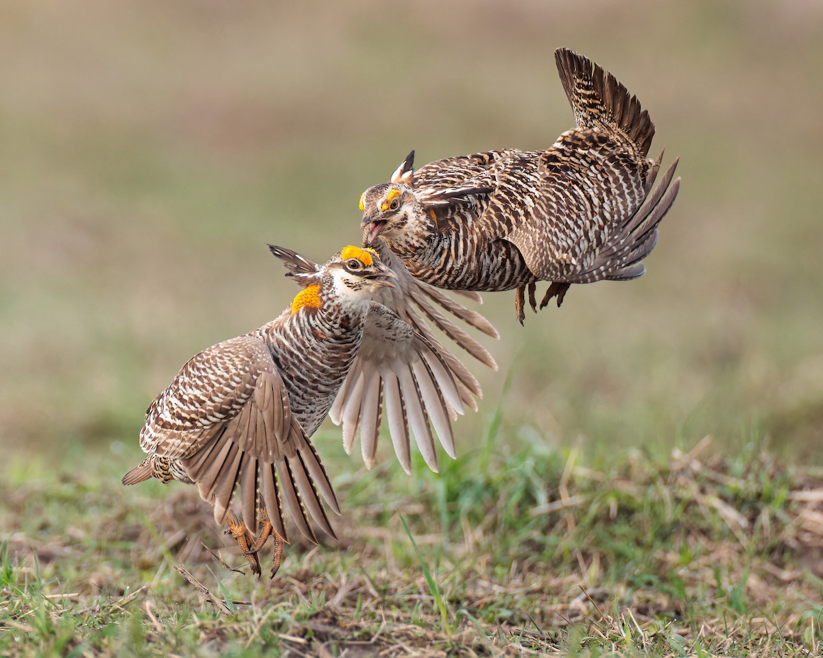 tetřívek prériový - ML555314551