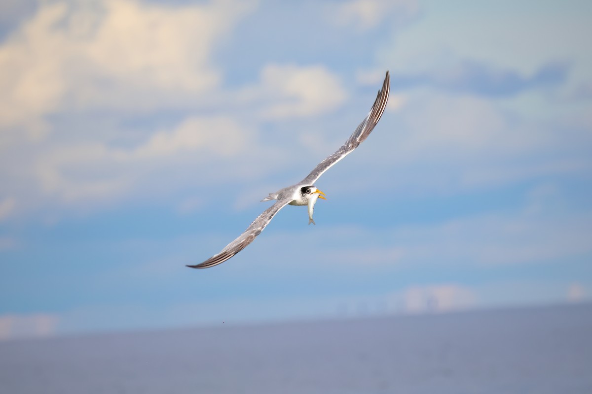 Great Crested Tern - ML555314671
