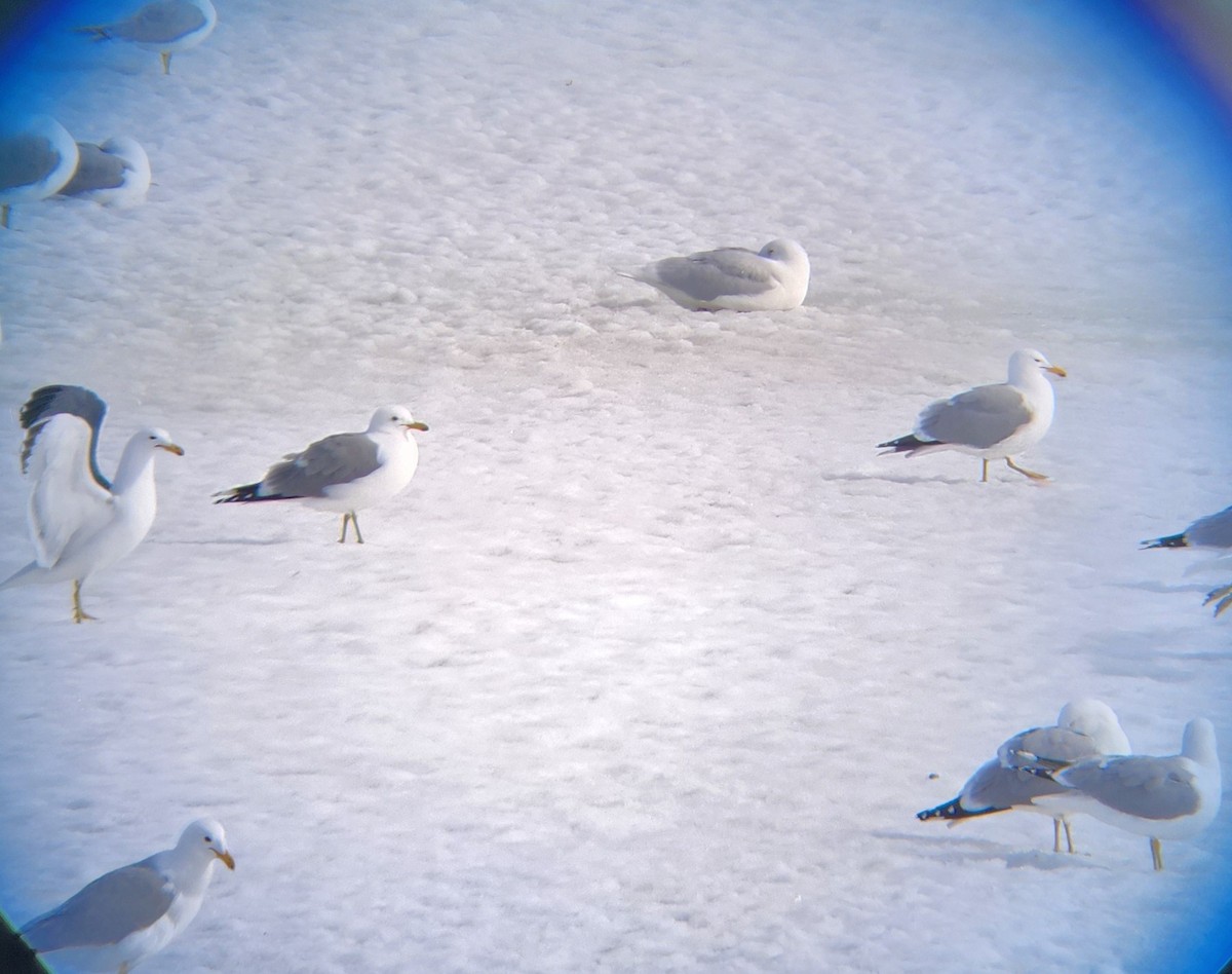 Glaucous Gull - ML555314731