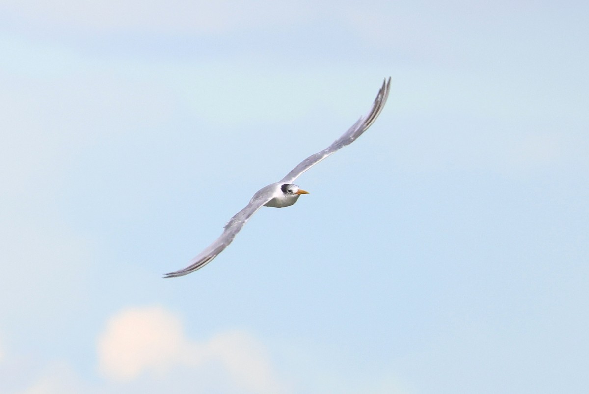 Great Crested Tern - ML555314841