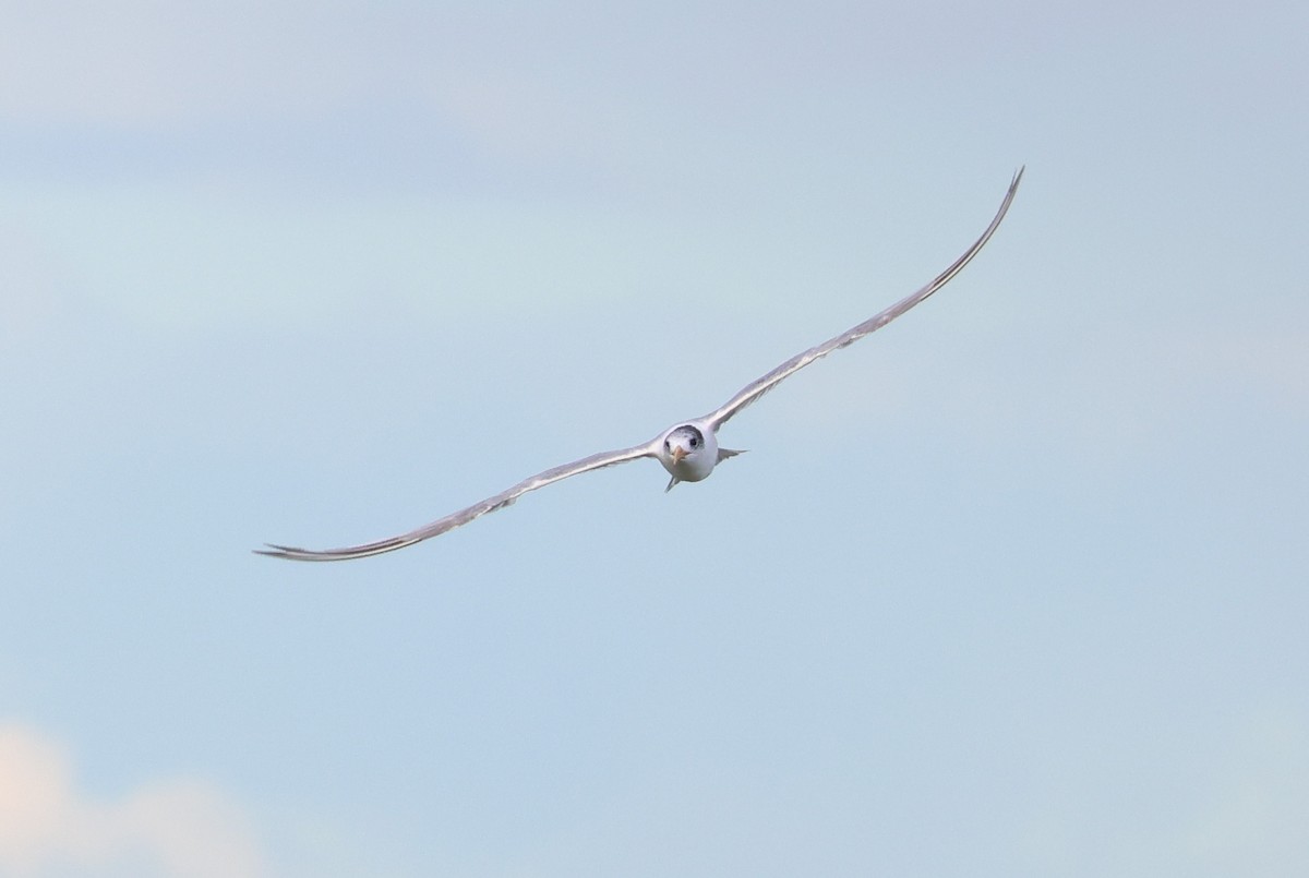 Great Crested Tern - ML555314941