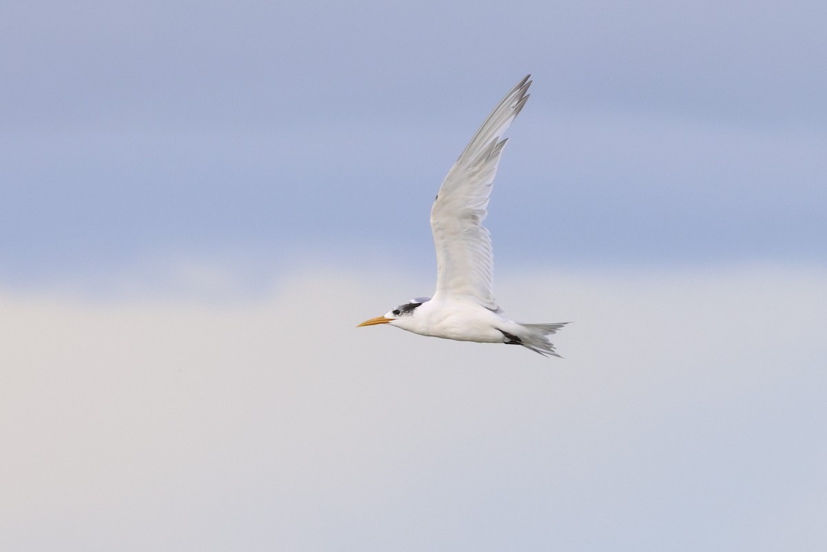 Great Crested Tern - ML555315101