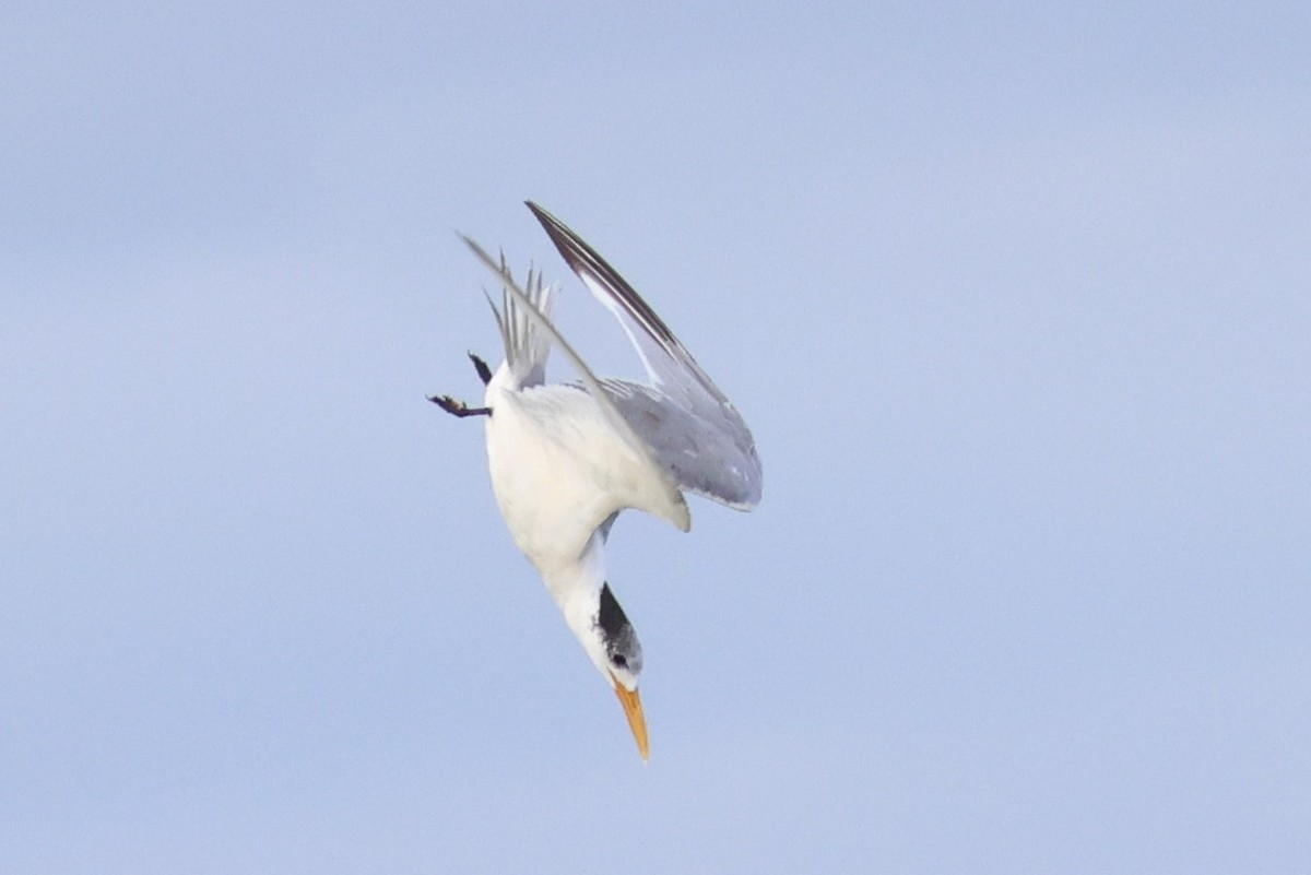 Great Crested Tern - ML555315751